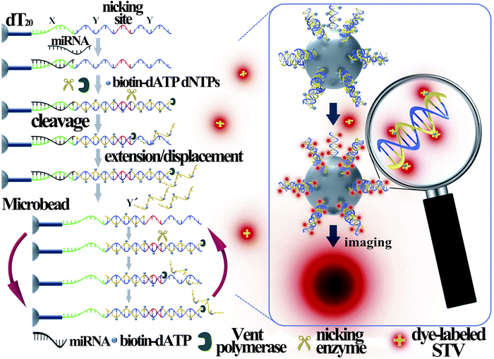 Lab on a single microbead: an ultrasensitive detection strategy ...