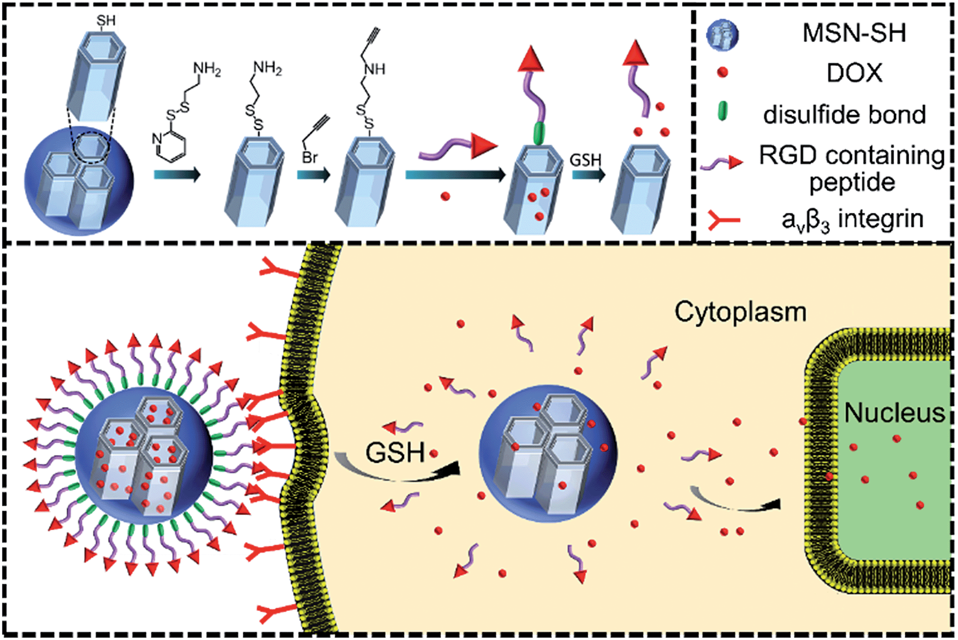 A Redox Responsive Drug Delivery System Based On Rgd Containing Peptide Capped Mesoporous Silica Nanoparticles Journal Of Materials Chemistry B Rsc Publishing