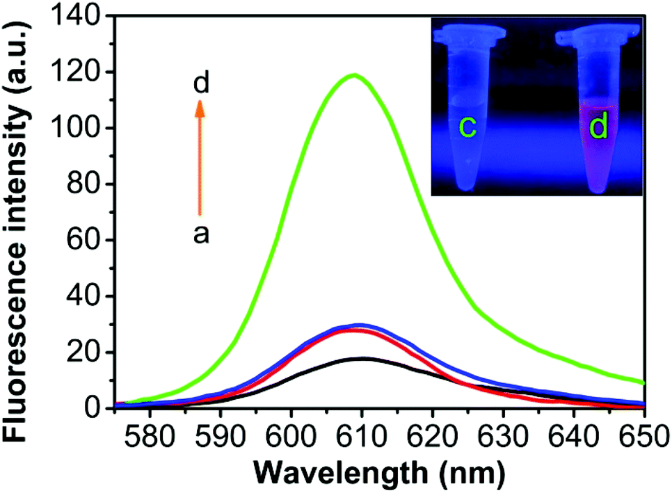 A) Fluorescence intensity of NMM at 608 nm in the presence of distinct