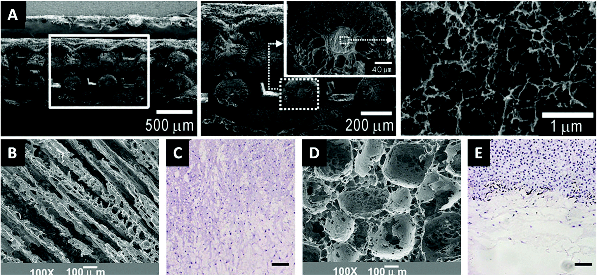 Articular cartilage: from formation to tissue engineering 