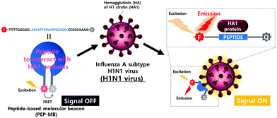 Simple rapid detection of influenza A H1N1 viruses 