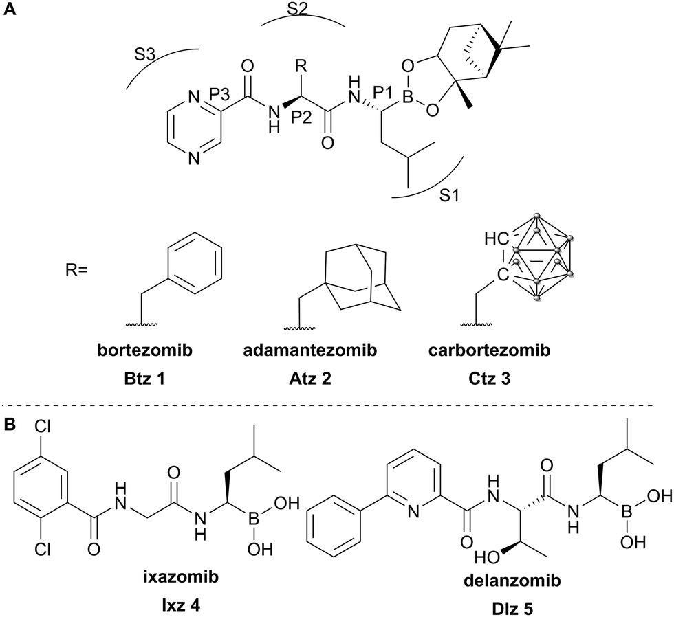 Enantioselective synthesis of adamantylalanine and carboranylalanine and their incorporation into the proteasome inhibitor bortezomib
