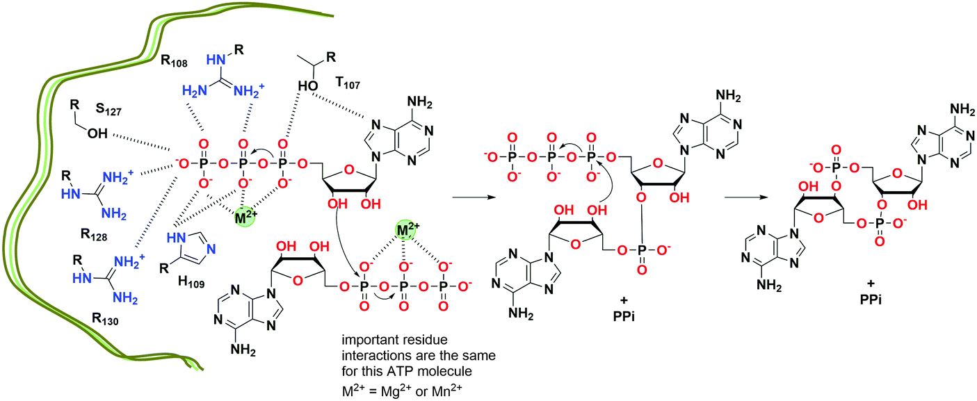Cyclic dinucleotide (c-di-GMP, c-di-AMP, and cGAMP) signalings 