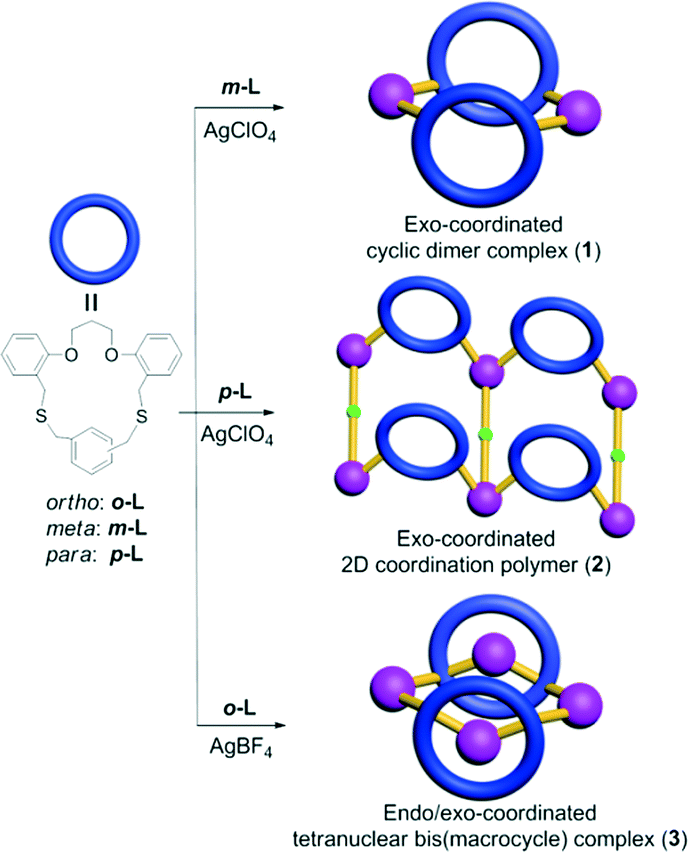 Macrocyclic Isomer Dependent Supramolecular Silver I Complexes Via Endo Exo Coordination Modes A Tetranuclear Bis Macrocycle Complex Vs A 2d Coo Crystengcomm Rsc Publishing Doi 10 1039 C6ceb