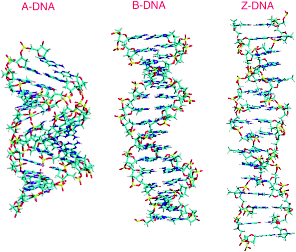 a form b form z form dna