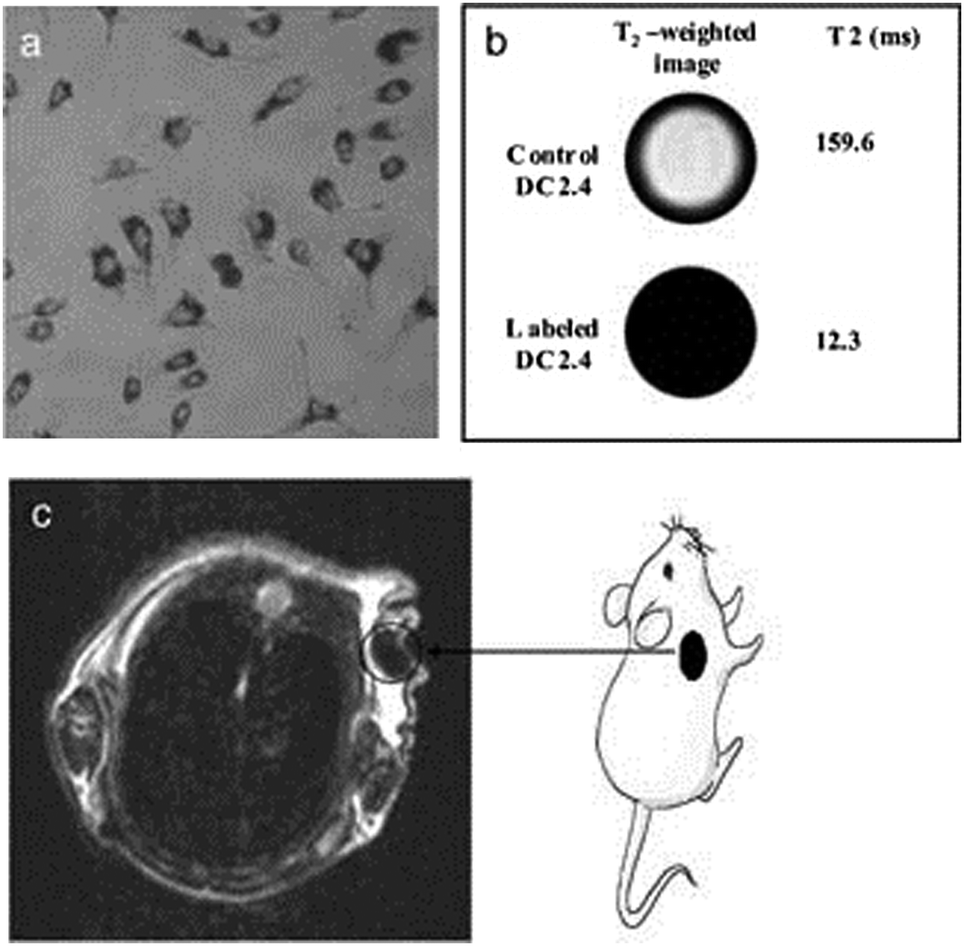 Syntheses and biomedical applications of hollow micro-/nano