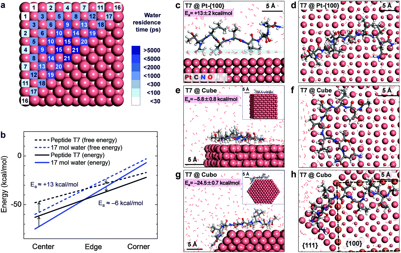 Simulations of inorganic–bioorganic interfaces to discover new 