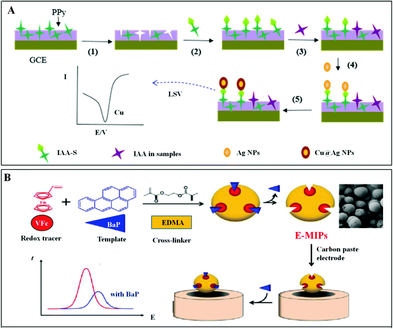 グレープ1ストロベリー1 Unveiling the Genomic Basis of Antagonism and Plant Growth
