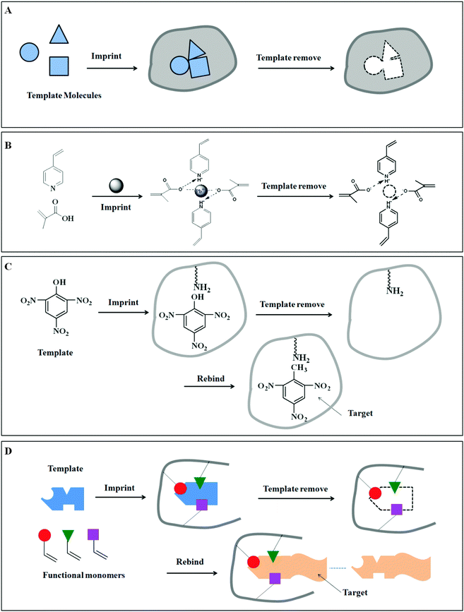 Molecular imprinting: perspectives and applications - Chemical 