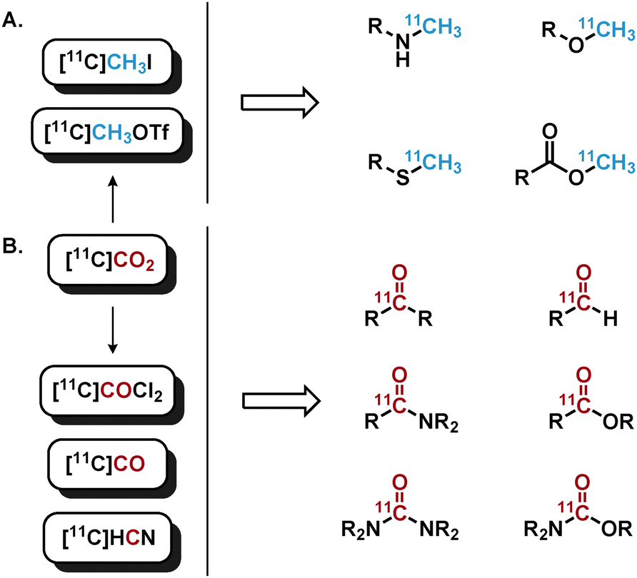 11 C[double bond