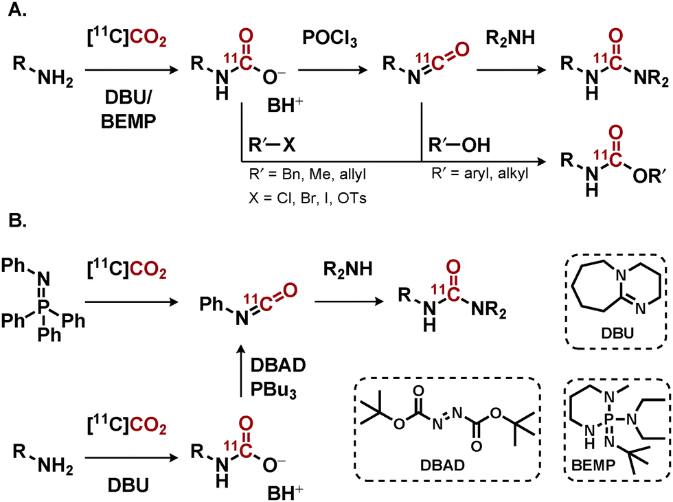 11 C[double bond