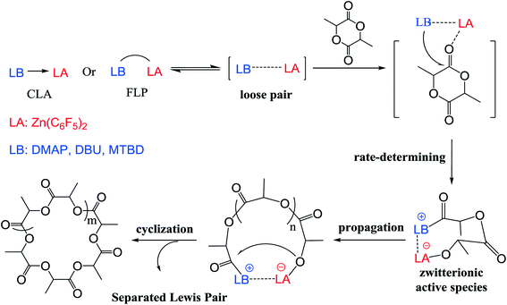 Insights into the mechanism for ring-opening polymerization