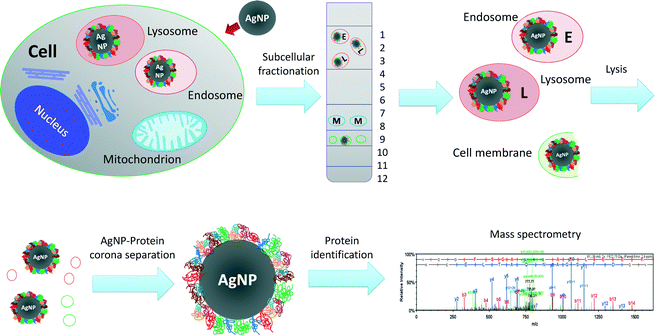 Silver nanoparticle–protein interactions in intact rainbow trout gill ...