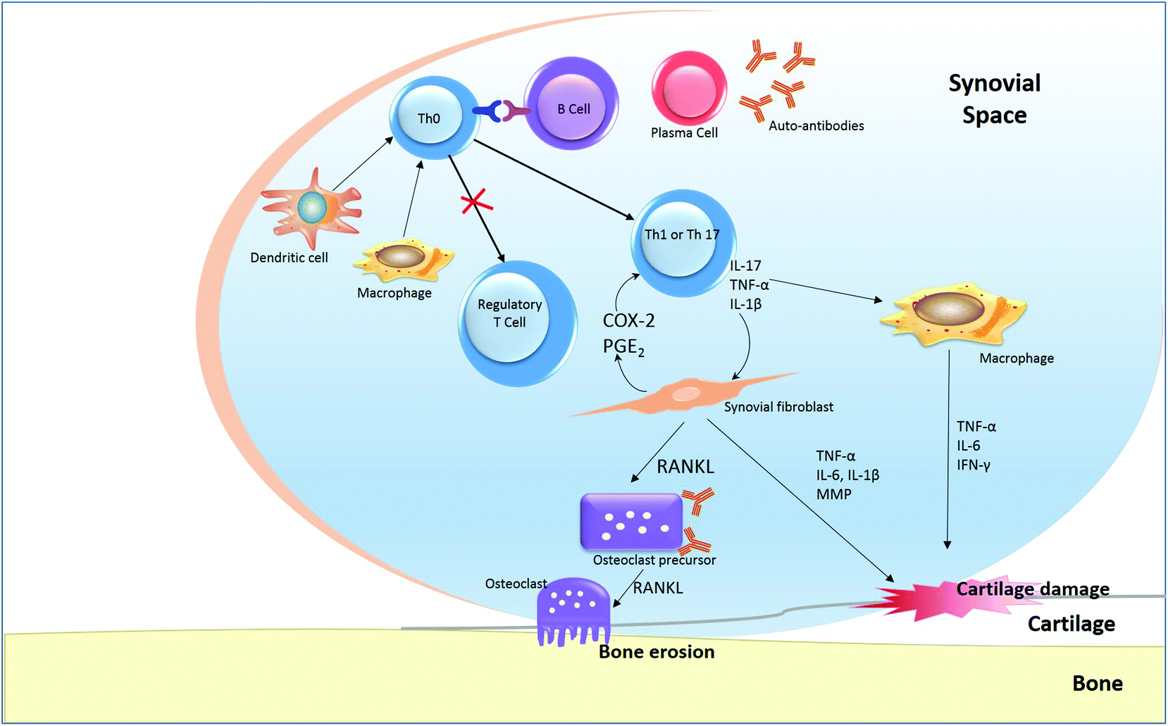 An update on dietary phenolic compounds in the prevention and management of  rheumatoid arthritis - Food & Function (RSC Publishing)  DOI:10.1039C6FO00485G