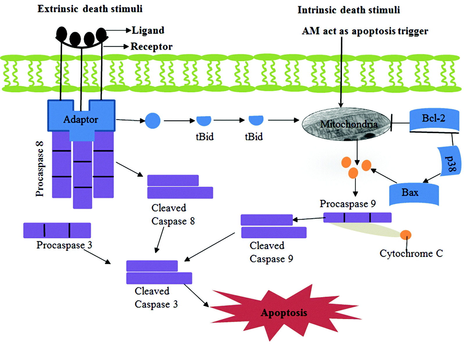 Cell and cell culture