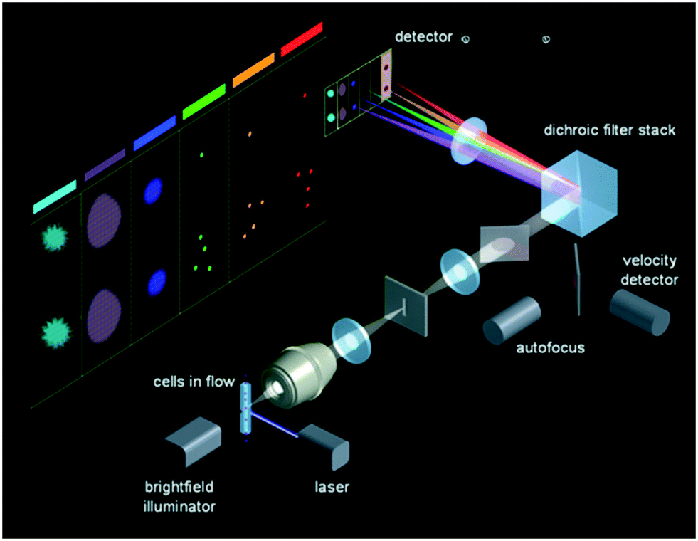 Review: imaging technologies for flow cytometry - Lab on a Chip (RSC  Publishing) DOI:10.1039/C6LC01063F