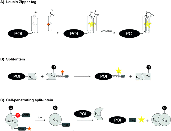 DIVERSE System: De Novo Creation of Peptide Tags for Non-enzymatic Covalent  Labeling by In Vitro Evolution for Protein Imaging Inside Living Cells -  ScienceDirect