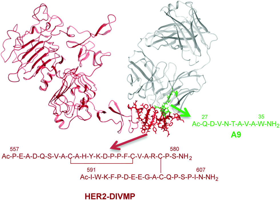 Structural Identification Of An Her2 Receptor Model Binding Pocket To Optimize Lead Compounds A Combined Experimental And Computational Approach Molecular Biosystems Rsc Publishing Doi 10 1039 C6mbk