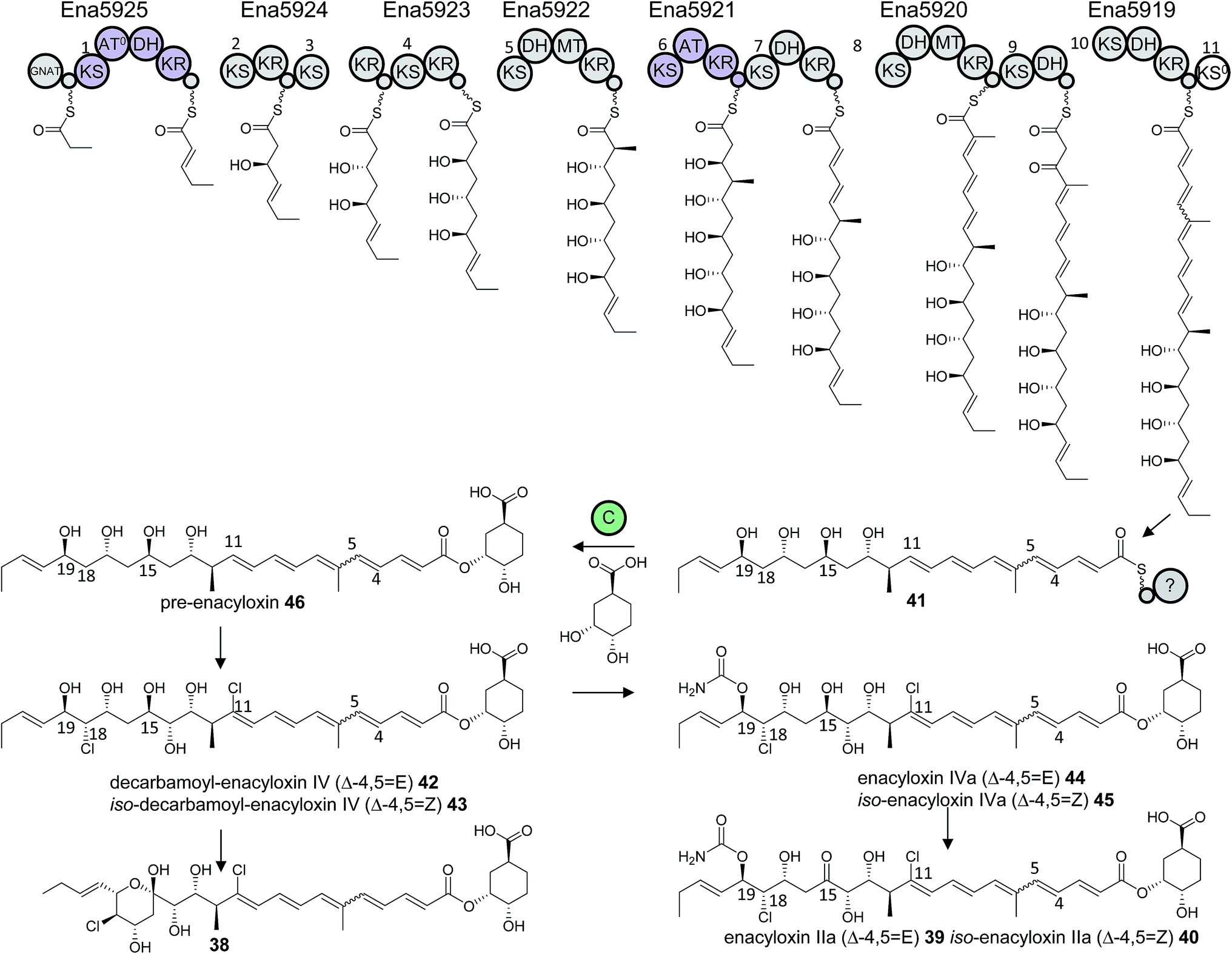 Biosynthesis of polyketides by trans -AT polyketide synthases 