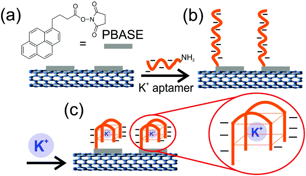 Electrostatic Gating In Carbon Nanotube Aptasensors Nanoscale Rsc Publishing Doi 10 1039 C5nr08117c