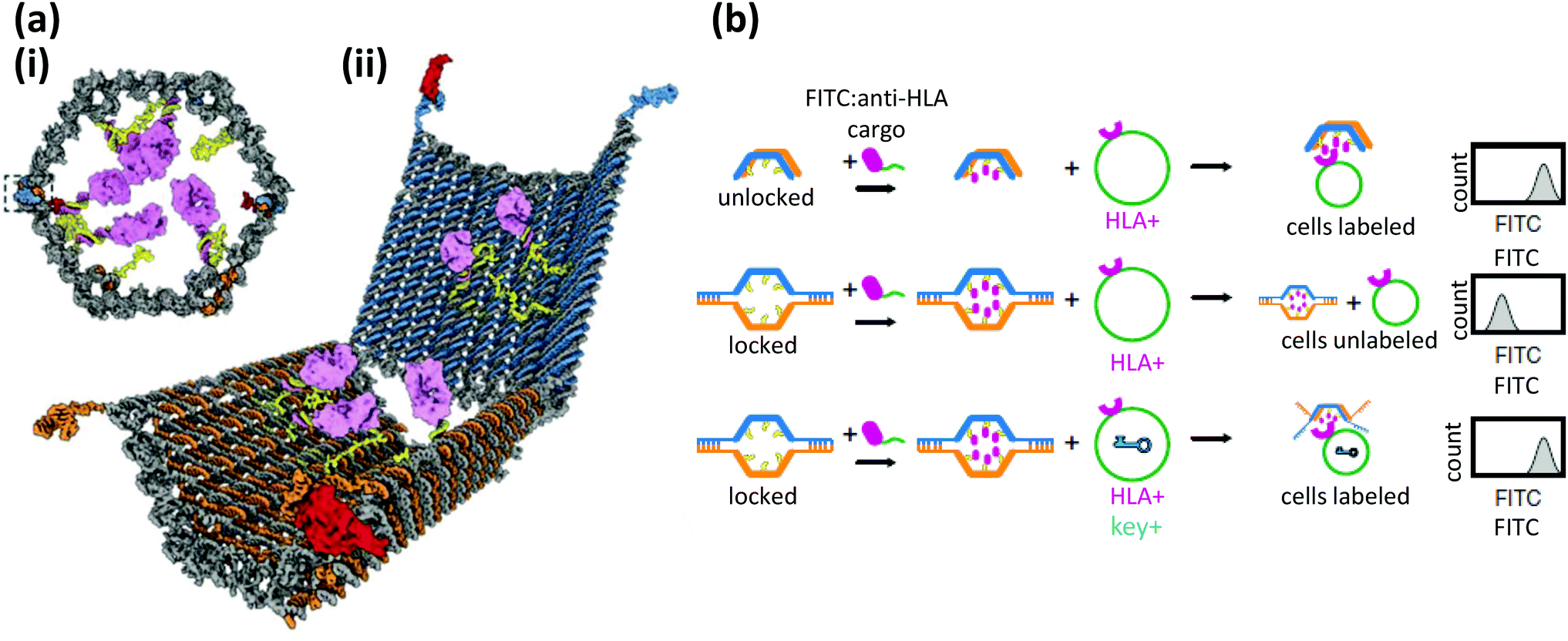 Nanoparticles and DNA – a powerful and growing functional 