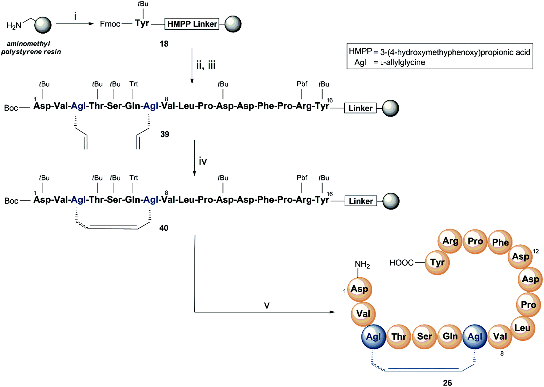 Structure activity relationship study on the peptide hormone