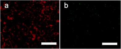 image file: c5ra22548e-f2.tif