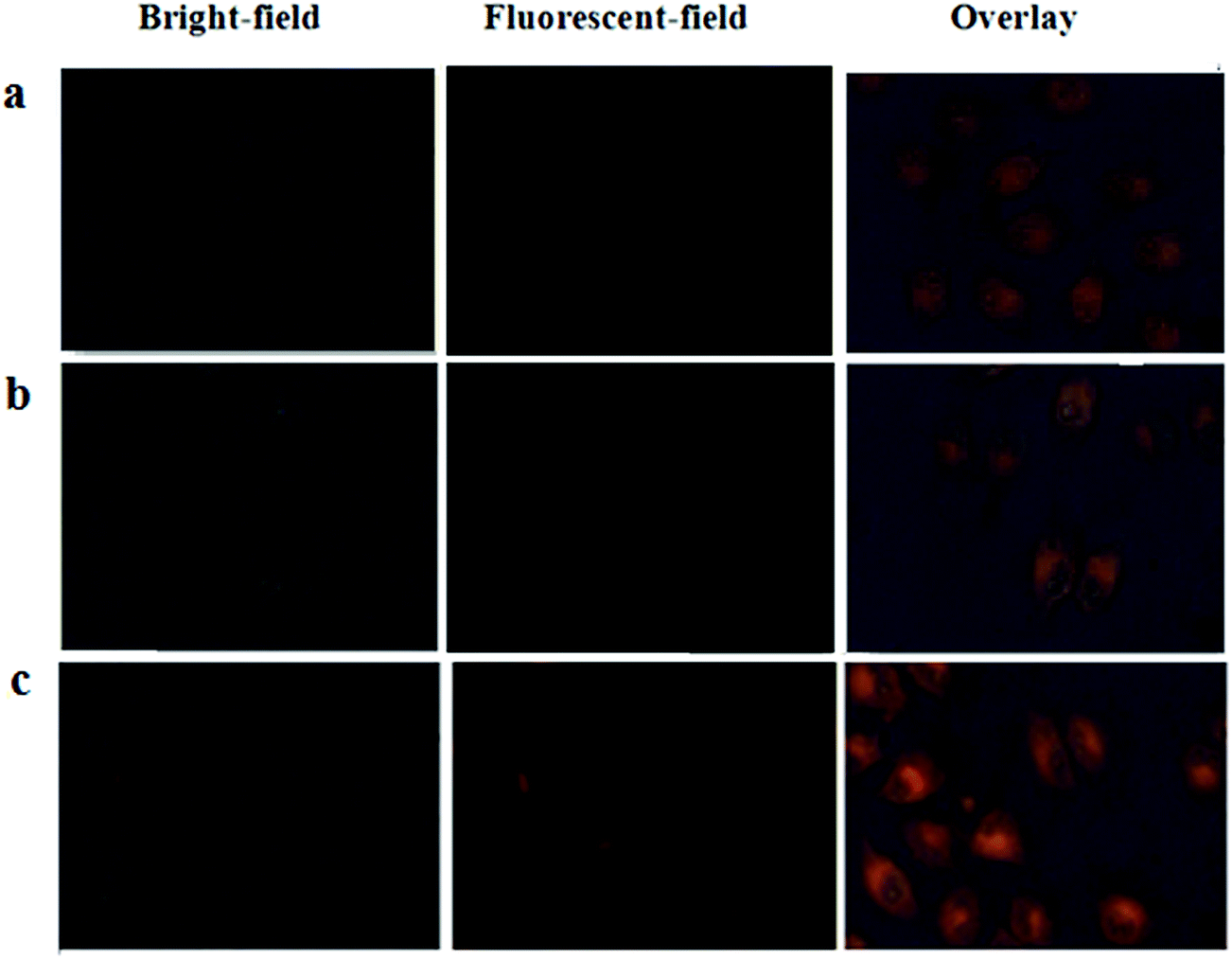 A “submunition” dual-drug system based on smart hollow NaYF 4 