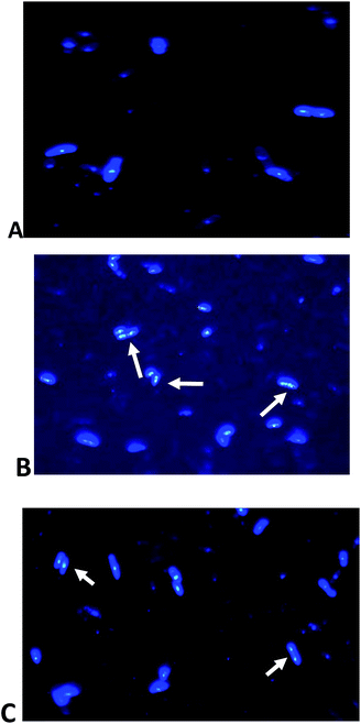 image file: c5ra24464a-f9.tif