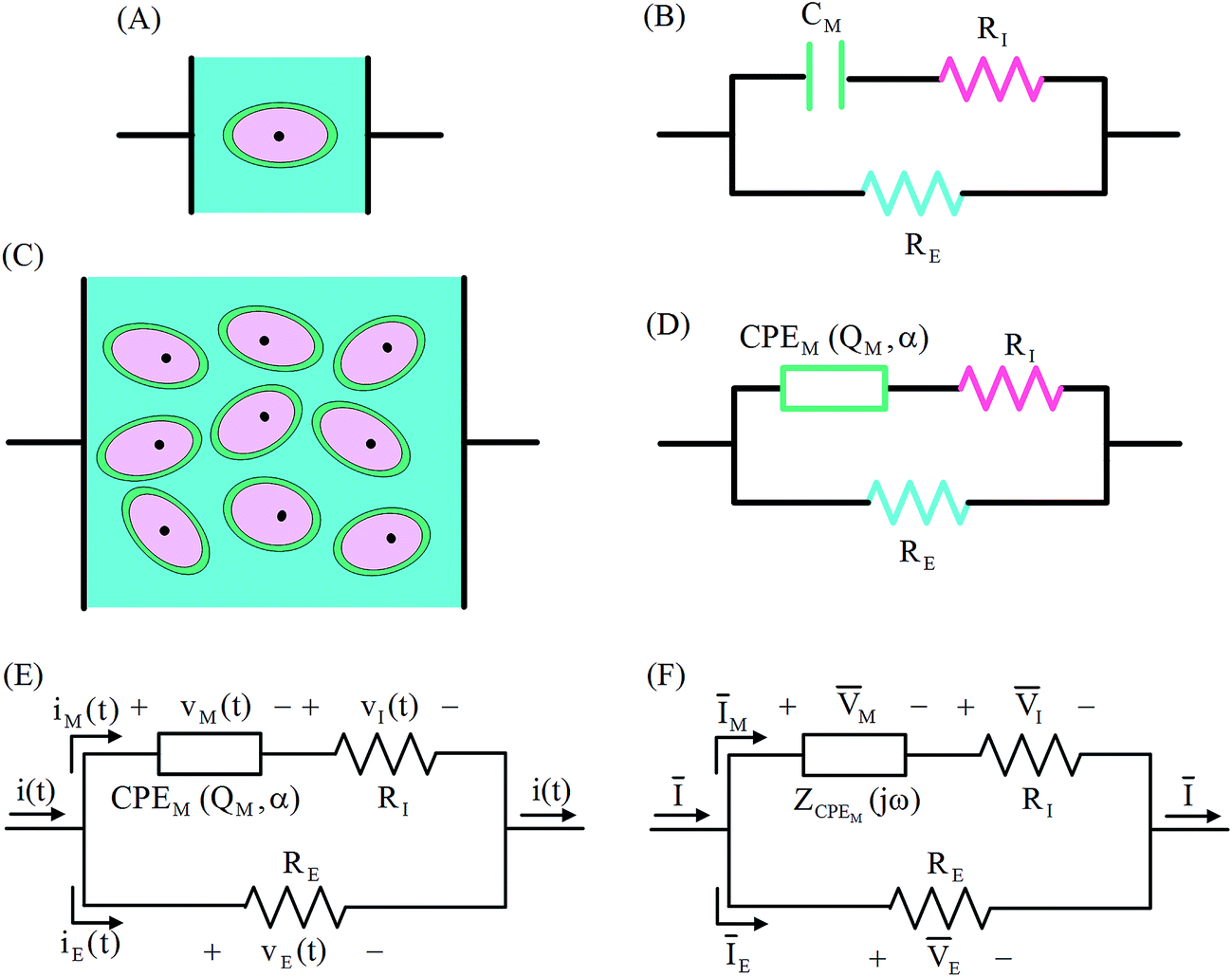 Obtaining Electrical Equivalent Circuits Of Biological Tissues Using ...