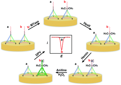 image file: c6ra01845a-s1.tif