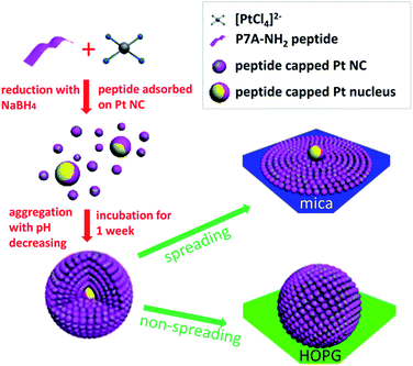 image file: c6ra03371g-s1.tif