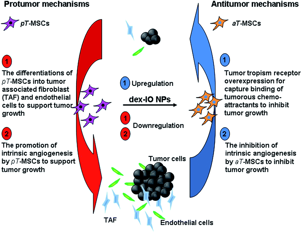 Dextrancoated iron oxide nanoparticles turn protumor mesenchymal stem cells (MSCs) into