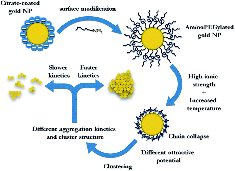 Aggregation kinetics and cluster structure of amino-PEG covered gold  nanoparticles - RSC Advances (RSC Publishing) DOI:10.1039/C6RA03902B
