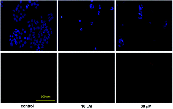 image file: c6ra03910c-f3.tif