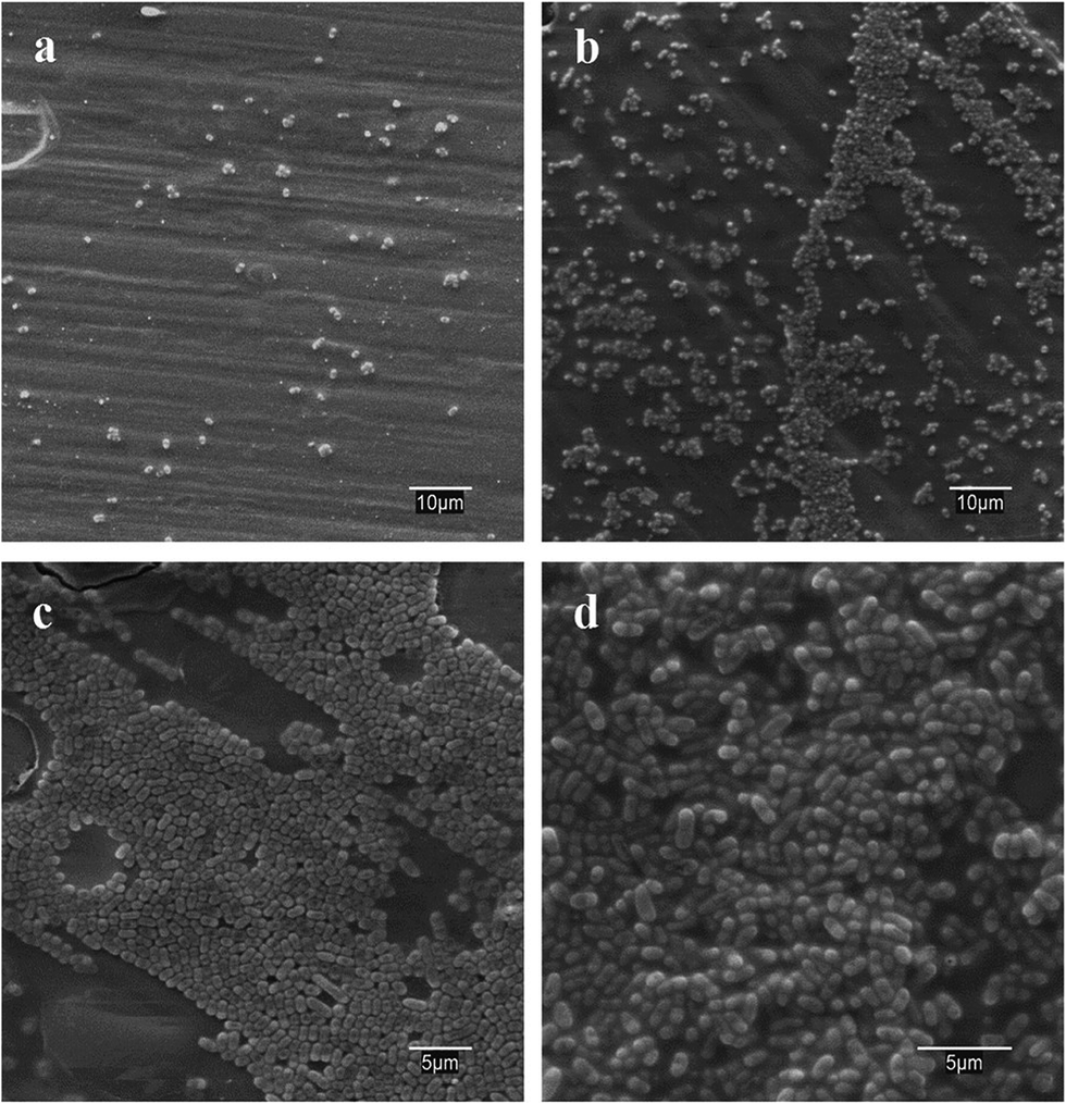 Microbial colonisation of transparent glass-like carbon films