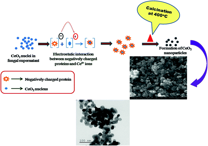image file: c6ra05003d-f8.tif