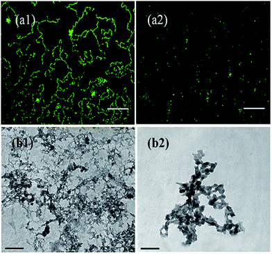 image file: c6ra05129d-f7.tif