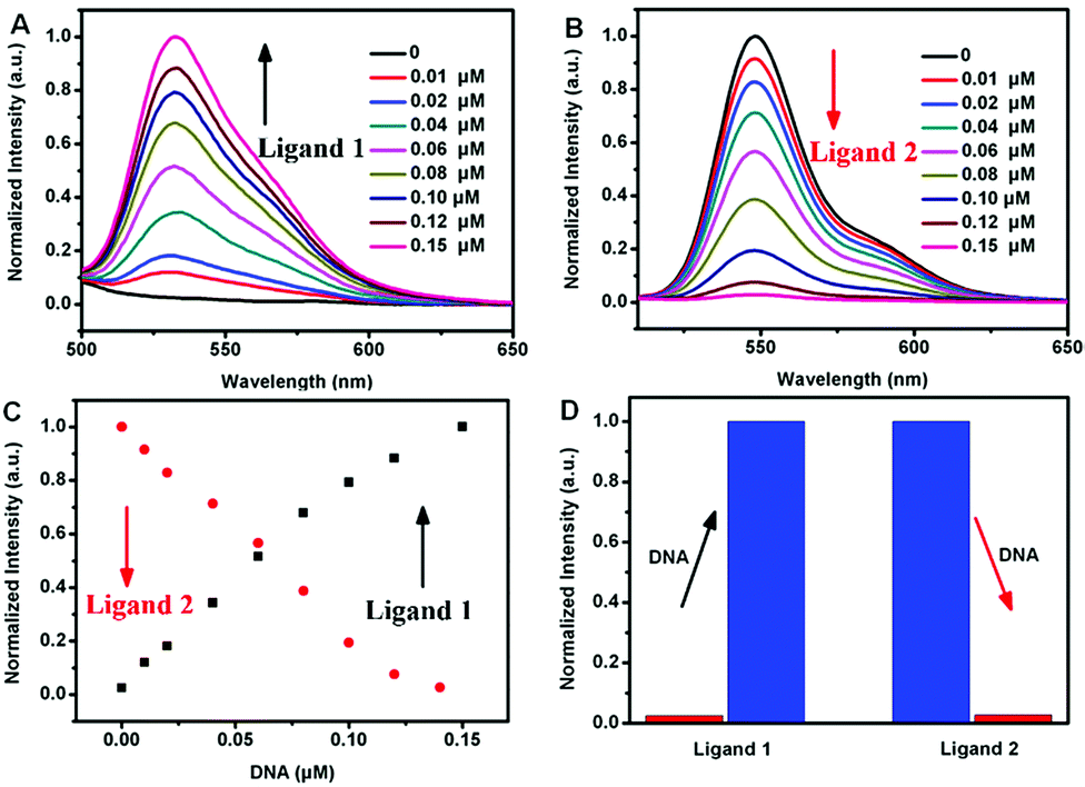 Fluorescence spectra of NMM-probe DNA after incubation with varying