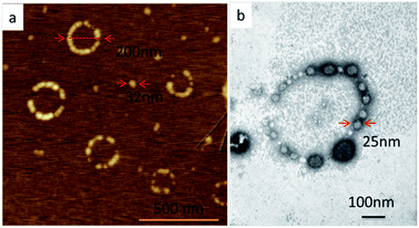 image file: c6ra07799d-f2.tif