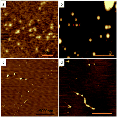 image file: c6ra07799d-f3.tif