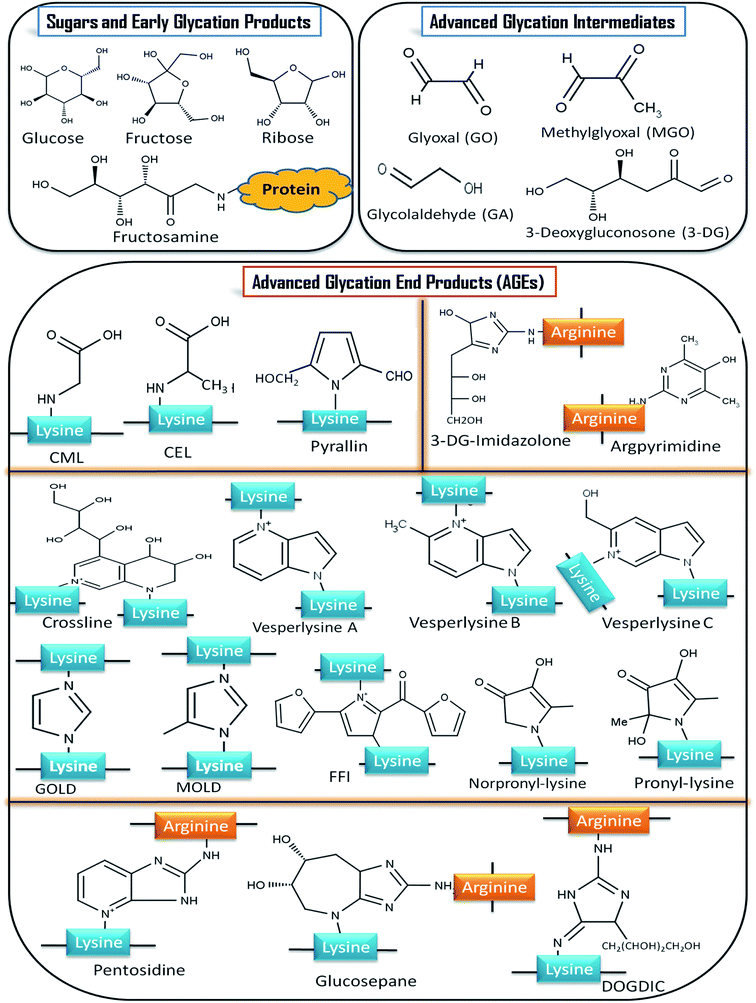 Non-enzymatic glycation mediated structure–function changes in proteins ...