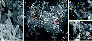 image file: c6ra08397h-f5.tif