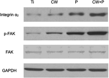 image file: c6ra08922d-f10.tif