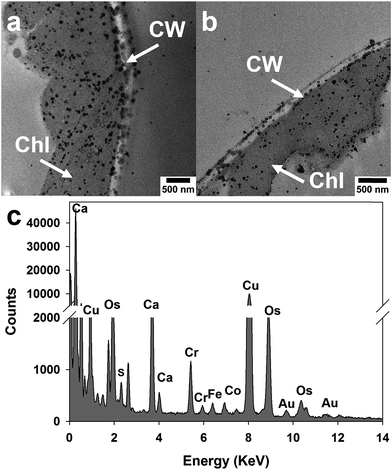 image file: c6ra11748a-f5.tif