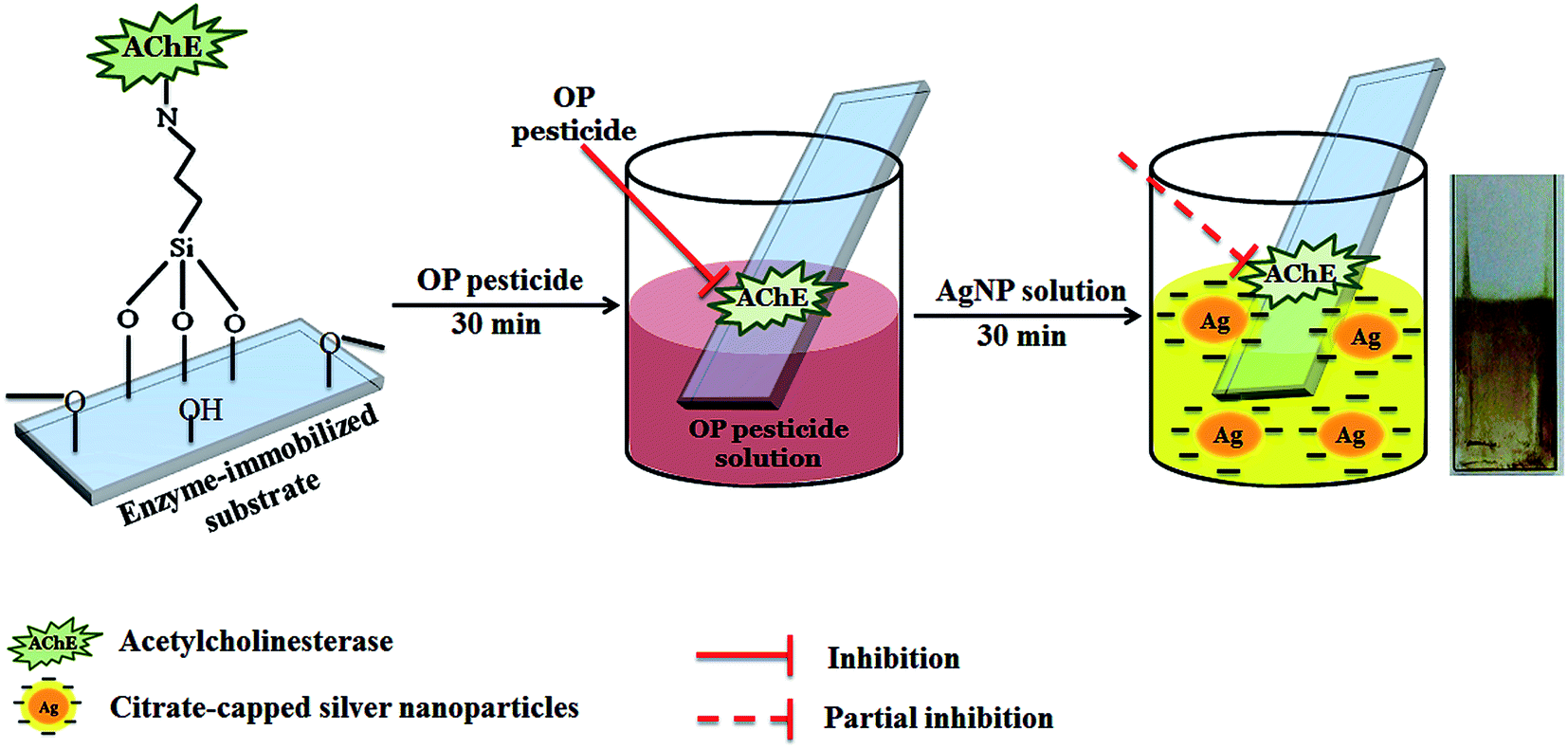 Immobilized acetylcholinesterase in magnetic nanoparticles for in-line  inhibition studies using a capillary electrophoresis system - ScienceDirect