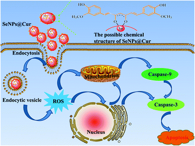 image file: c6ra13291j-s1.tif
