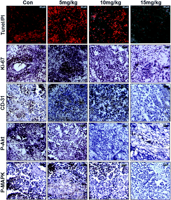 image file: c6ra13476a-f2.tif