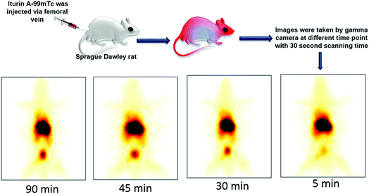 image file: c6ra13476a-f4.tif