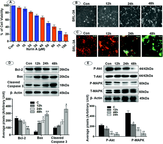 image file: c6ra13476a-f5.tif
